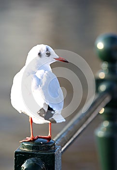 White and gray urban pigeon