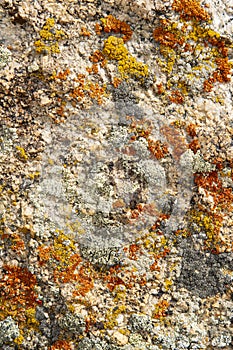 Abstract Background: LIchens on a Rock photo