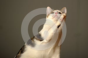 White with gray young cat is playing