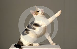 White with gray young cat is playing