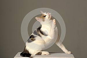 White with gray young cat is playing