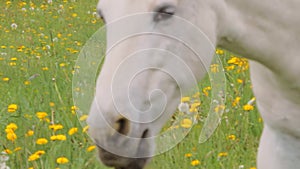 White grazing horse on the pasture