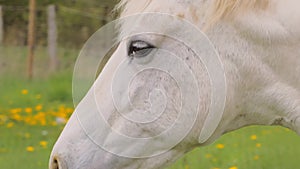 White grazing horse portrait walking on the pasture with dandelions