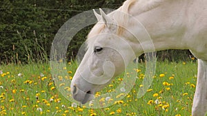White grazing horse walking on the pasture with dandelions in spring time