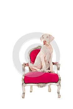 White great dane puppy dog sitting on a pink classic chair