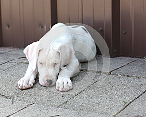 White Great Dane puppy laying on pavement