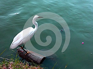 White Great Egret