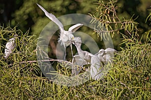 White, Great Egret