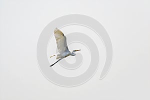 White Great egret, Ardea alba, Bird flying in with wings wide open