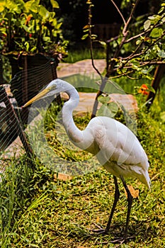 White great egret & x28;Ardea alba& x29; watching for prey on fishpond in Bogor, West Java, Indonesia on February 9, 2024