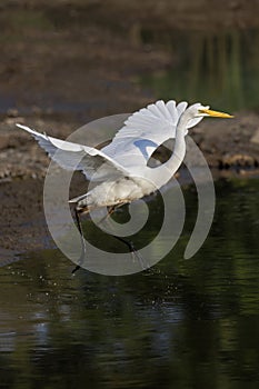 White Great Egret bird