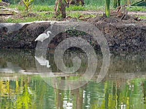 White great egret bird stalking and wading for hunting fish by fish pond in fish farm