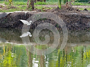White great egret bird stalking and wading for hunting fish by fish pond in fish farm