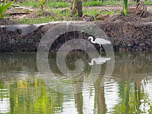 White great egret bird stalking and wading for hunting fish by fish pond in fish farm