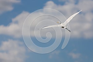 White Great Egret in flight