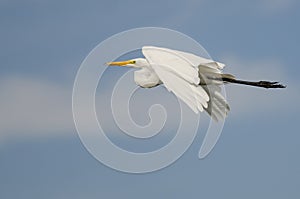 White Great Egret Flying in a Blue Sky