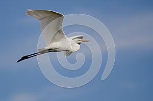 White Great Egret Flying in a Blue Sky