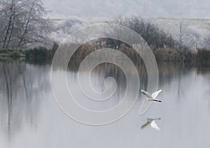 Great Egret Flying over  frozen lake. Egret Reflection in water, Ardea alba
