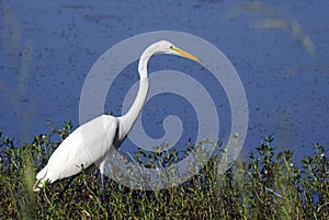 White Great Egret long-legged wading bird