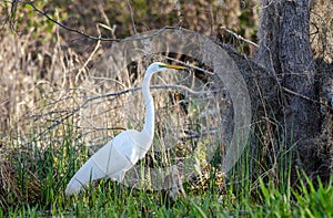 White Great Egret, Okefenokee Swamp National Wildlife Refuge