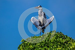 The white GREAT egret on top of tree