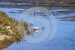 A white great white heron bird drinking water from the lagoon surrounded by rippling water and lush green plants and grass