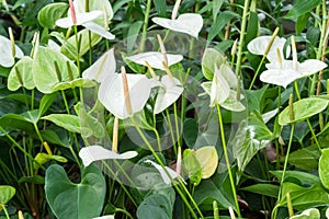 White and green Anthurium lily