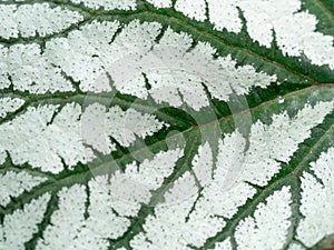 White and green caladium leaf texture