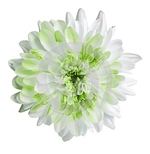 White and green dahlia flower, white isolated background with clipping path.   Closeup.  no shadows.  For design.
