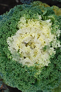 White and green decorative ornamental cabbage in a botanical garden.