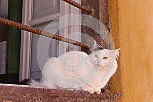 White Green-eyed Cat on Window Sill Europe