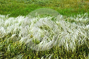 White and green grass. Picture can be used as a background