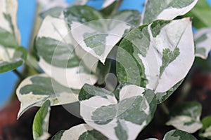 White and green leafes