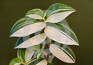 White and green leaves of Variegated Wandering Jew plant