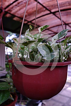 white and green leaves from a vine with the scientific name Epipremnum aureum