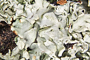 White green lichen on tree bark