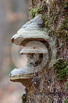 White/green mushrooms growing on a tree