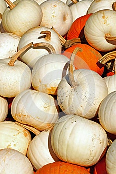 White, green and orange gourds and pumpkins