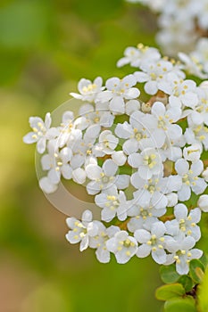 A white and green palette in an early spring garden photo