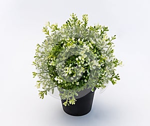 White - green plastic decorative flower in a black plastic pot is on a white background