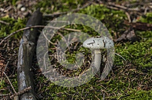 White green poisonous mushroom in moss