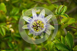 White, green and Purple Passion Flower Passiflora in Bloom with Green Leaves