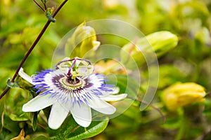 White, green and Purple Passion Flower Passiflora in Bloom with Green Leaves