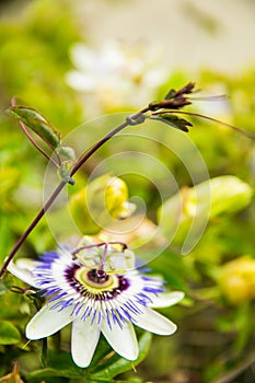 White, green and Purple Passion Flower Passiflora in Bloom with Green Leaves