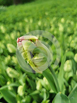 White with green, red inside, a tulip bud in a flower bed.The festival of tulips on Elagin Island in St. Petersburg