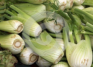 white and green ripe fennels