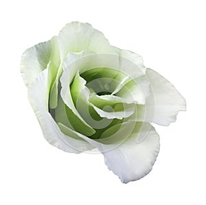 White-green rose flower on white isolated background with clipping path. no shadows.