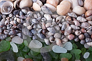 White and green sea glasses, shells of different types. Sea background