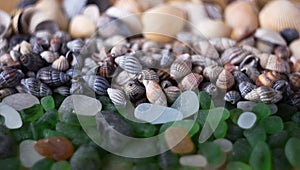White and green sea glasses, shells of different types. Sea background