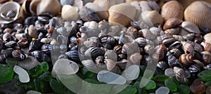 White and green sea glasses, shells of different types. Sea background